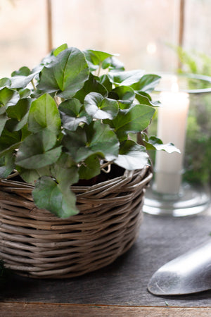 Rattan Lined Planter Basket - Round with Handles - Choose Size