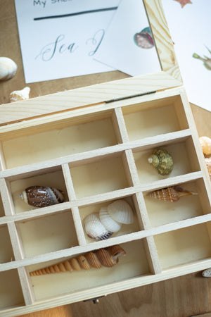 Shell Collection Box