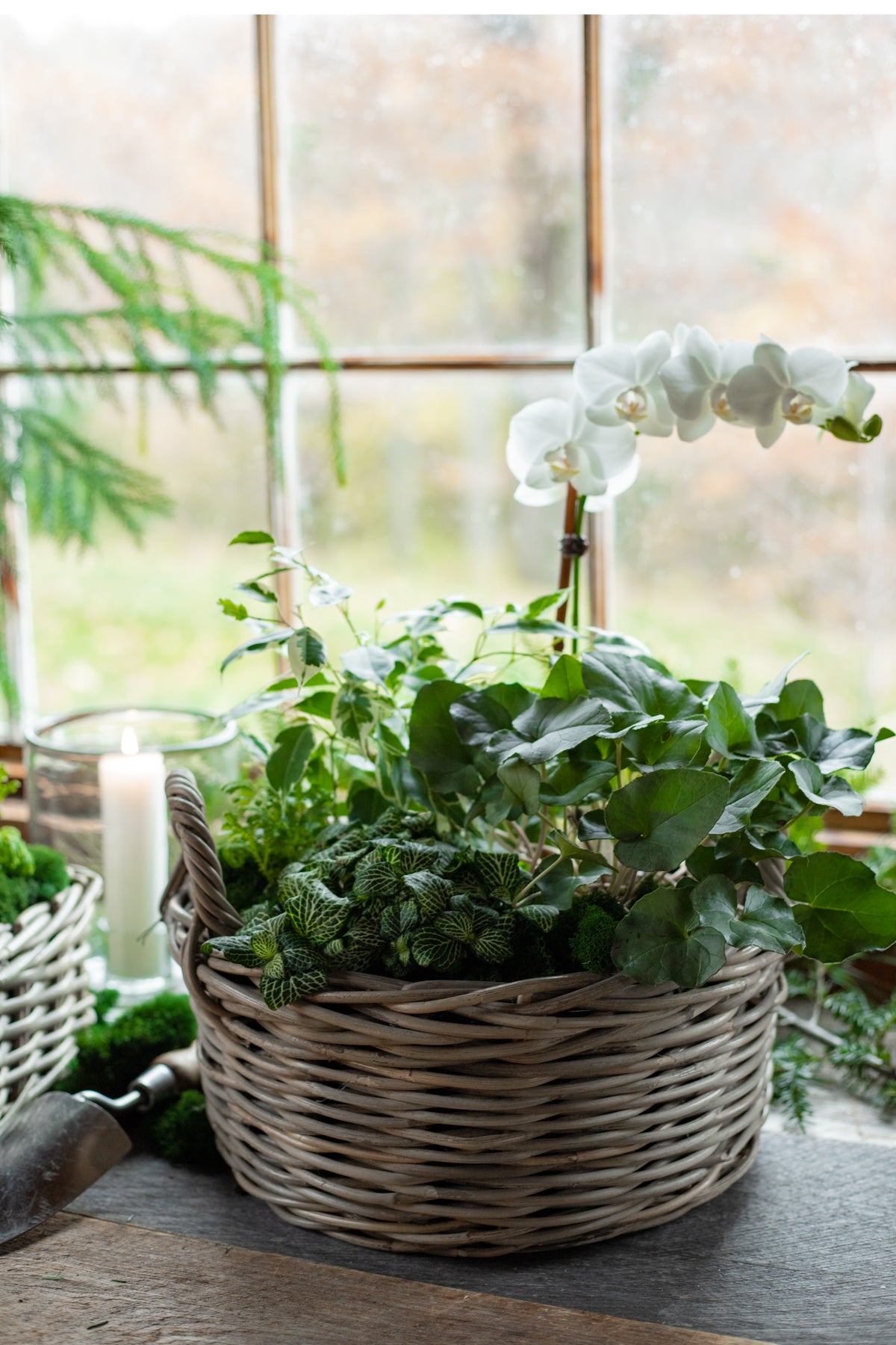 wicker basket for indoor plants Rattan Lined Planter Basket - Round with Handles - Choose Size