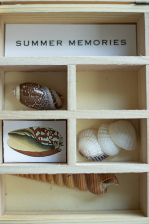 Shell Collection Box