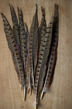 Pheasant Feathers - Choose Size