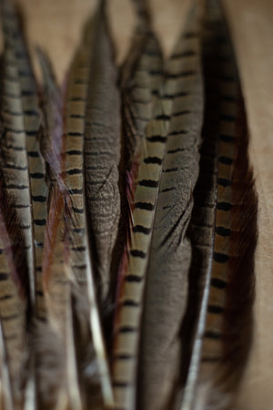 Pheasant Feathers - Choose Size