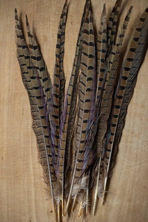 Pheasant Feathers - Choose Size