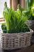 Rattan Lined Planter Basket - Square