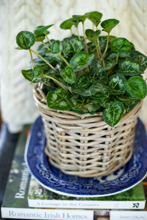 Rattan Lined Planter Basket - Round/Medium