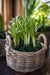 Rattan Lined Planter Basket - Round with Handles - Choose Size