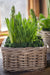 Rattan Lined Planter Basket - Square